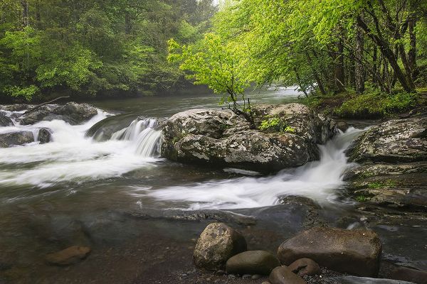Jones, Adam 아티스트의 Cascading mountain stream-Great Smoky Mountains National Park-Tennessee-North Carolina작품입니다.